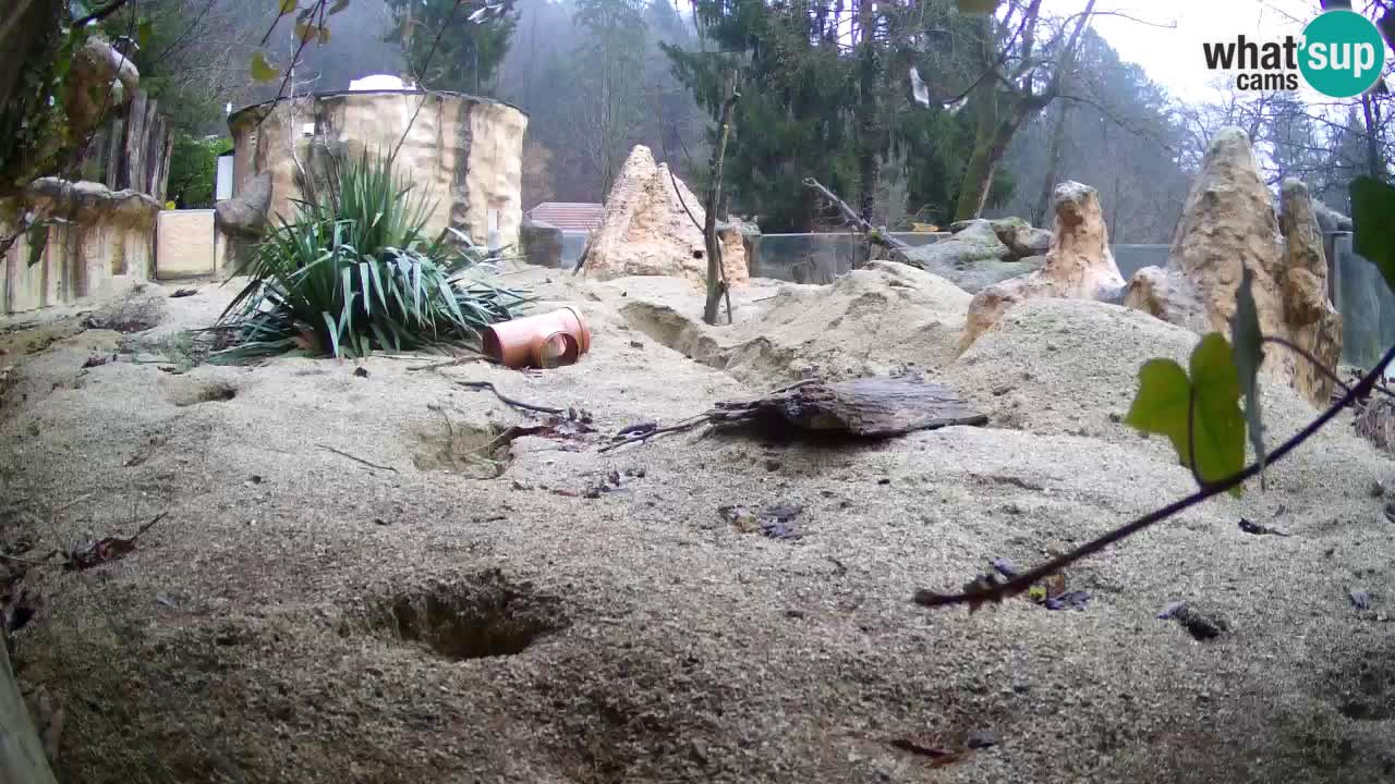 Live cam Zoo Ljubljana – Erdmännchen