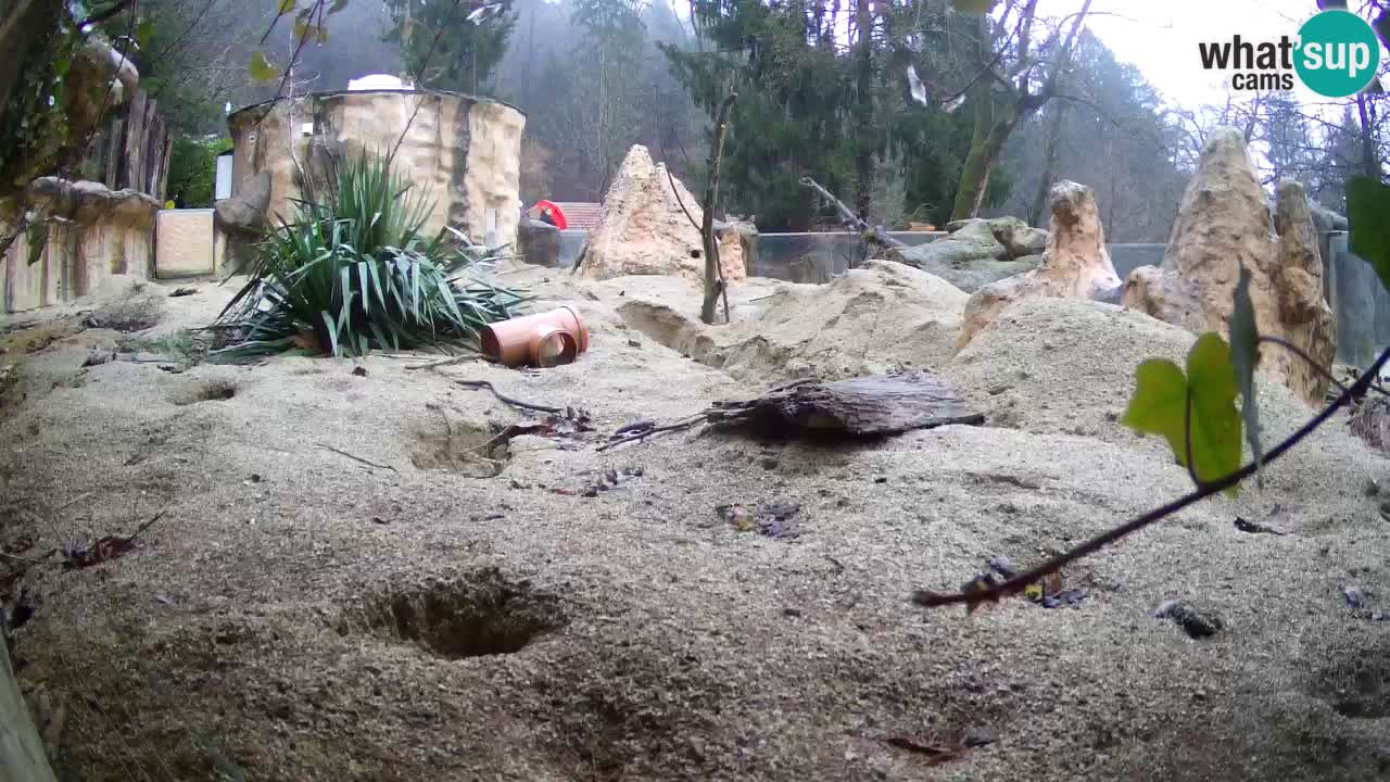 Live cam Zoo Ljubljana – Erdmännchen