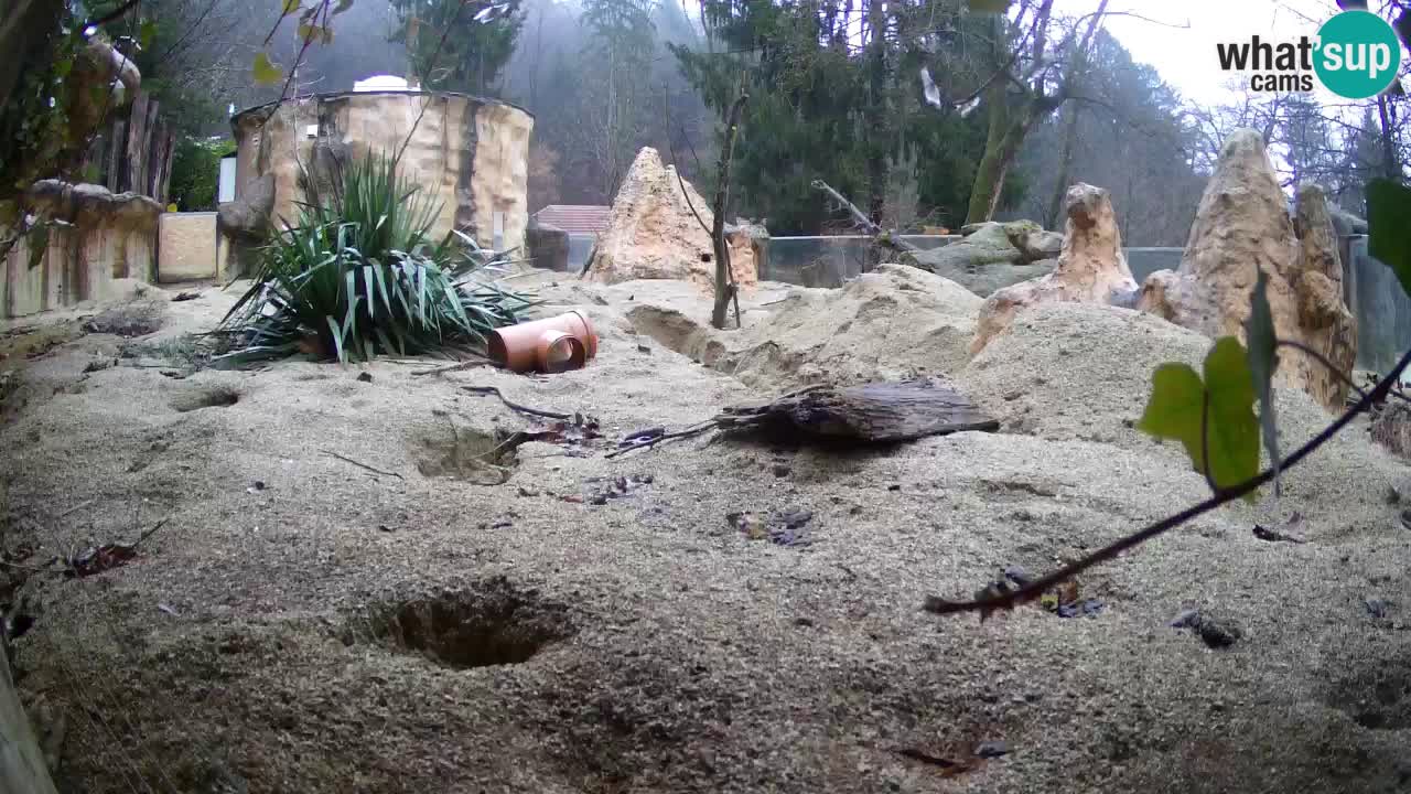 Live cam Zoo Ljubljana – Erdmännchen