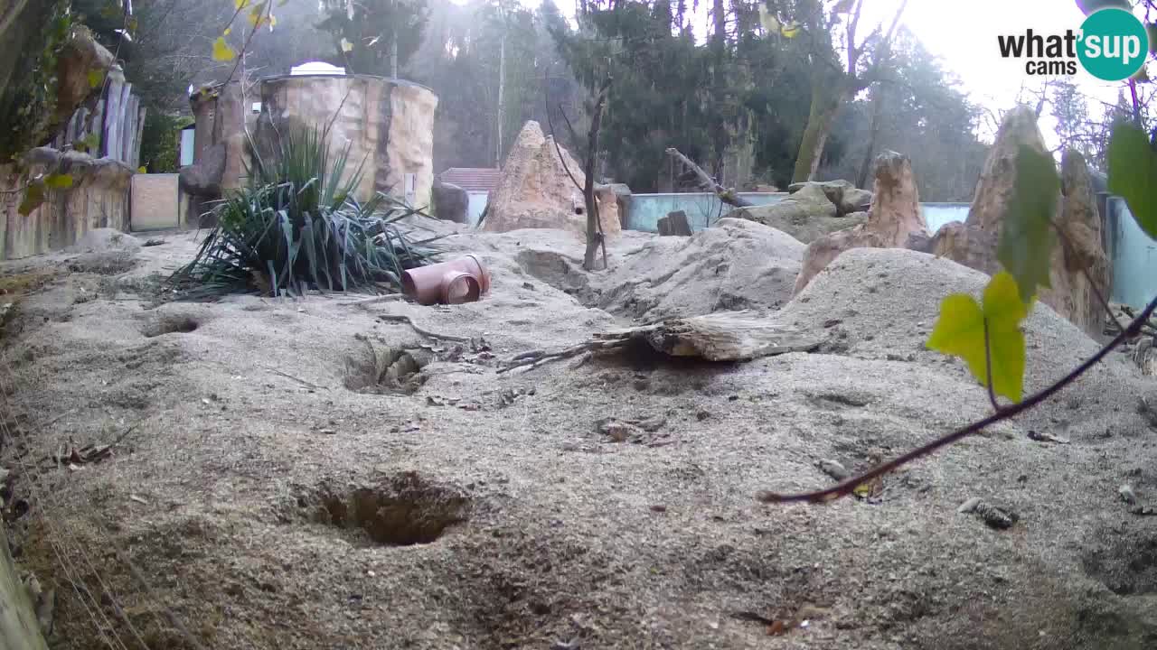 Live cam Zoo Ljubljana – Erdmännchen