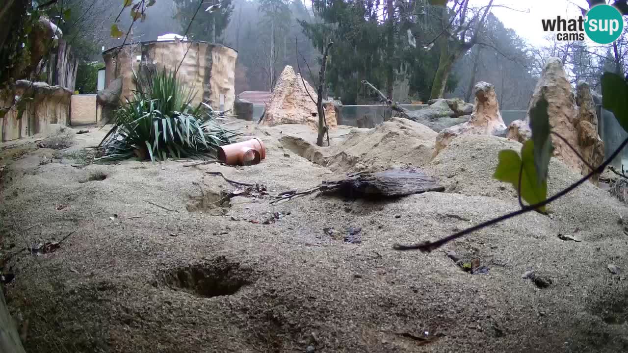 Zoo Ljubljana – Live webcam Meerkat (Suricata)