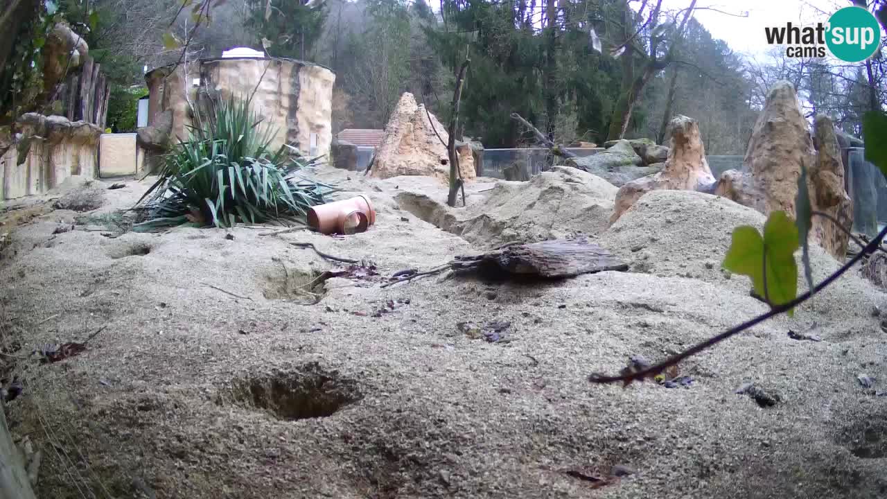 Live cam Zoo Ljubljana – Erdmännchen