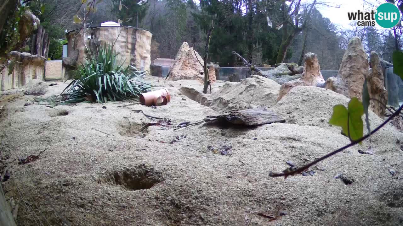 Webcam live Zoo Ljubljana – Suricata