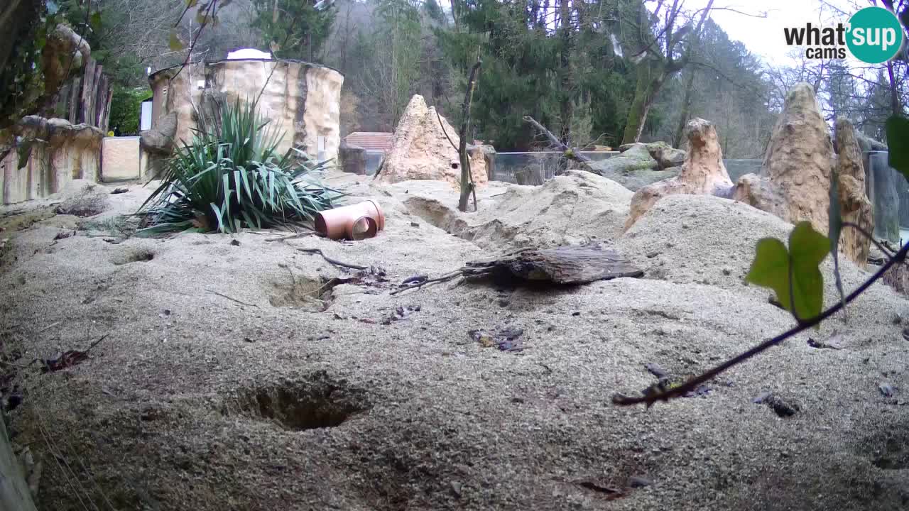 Zoo Ljubljana – Live webcam Meerkat (Suricata)