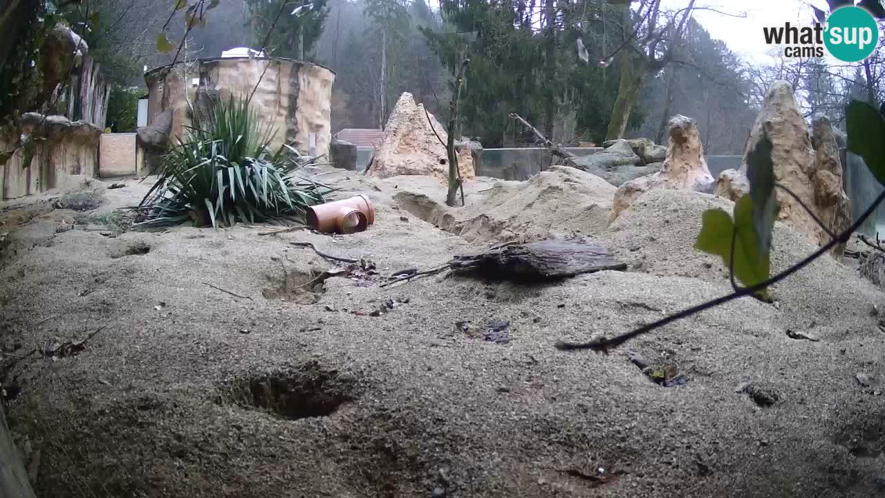 Zoo Ljubljana – Meerkat (Suricata)