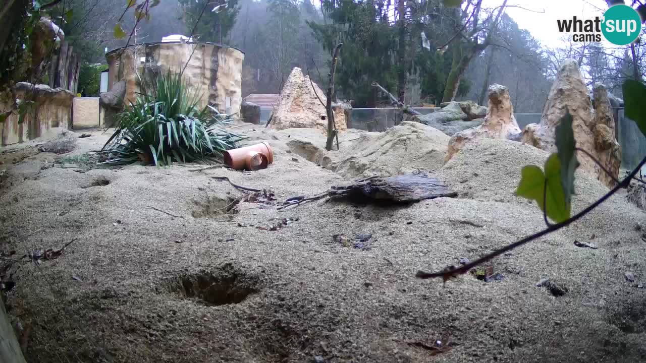 Live cam Zoo Ljubljana – Erdmännchen