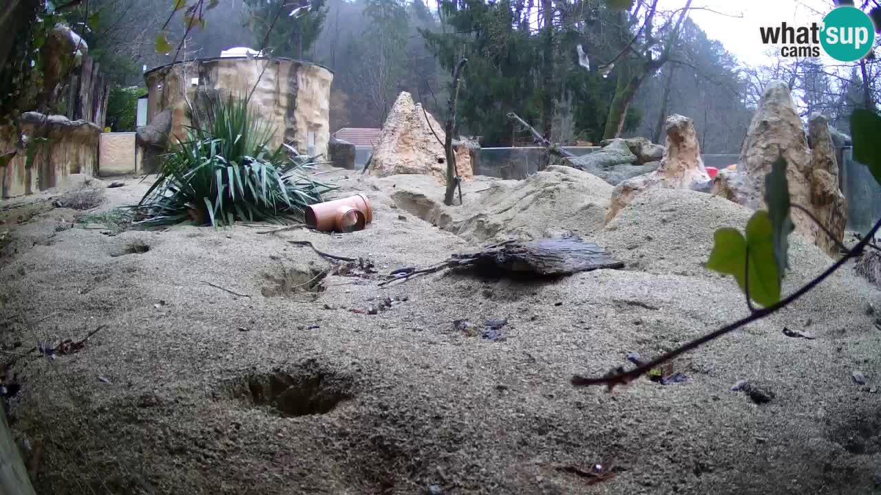 Zoo Ljubljana – Meerkat (Suricata)