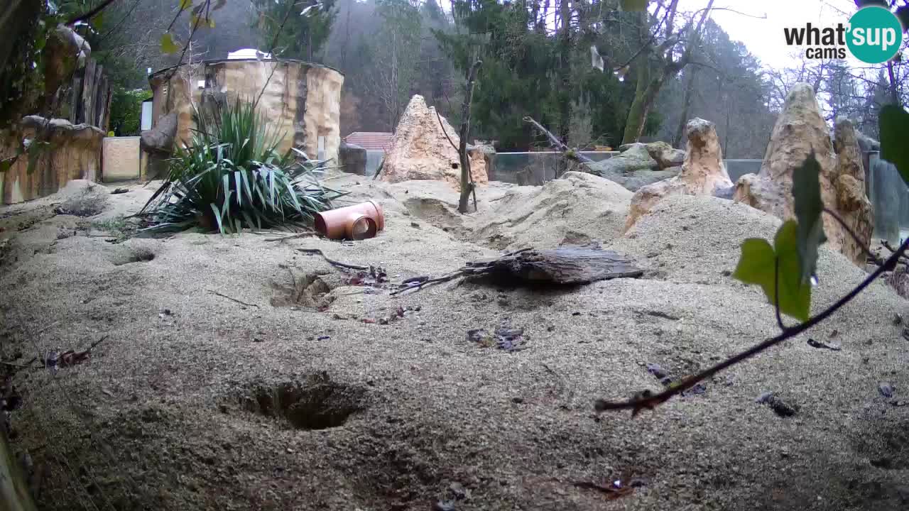 Live cam Zoo Ljubljana – Erdmännchen