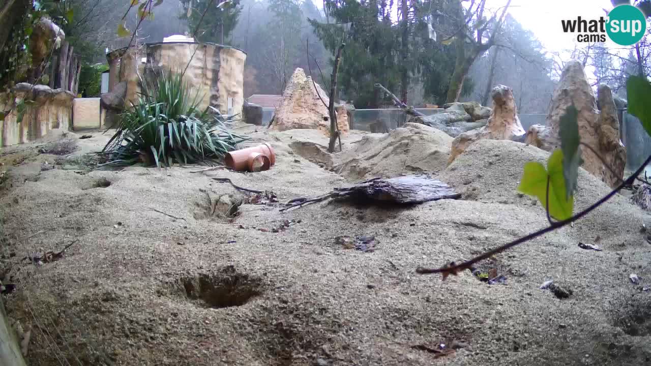 Zoo Ljubljana – Live webcam Meerkat (Suricata)