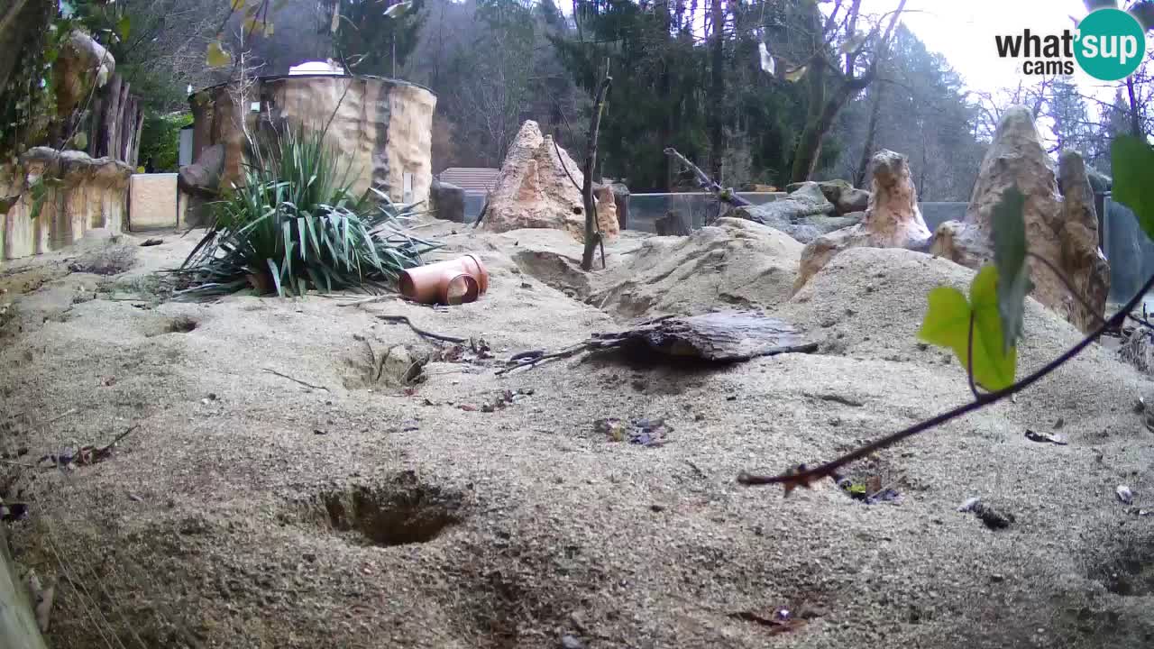 Live cam Zoo Ljubljana – Erdmännchen