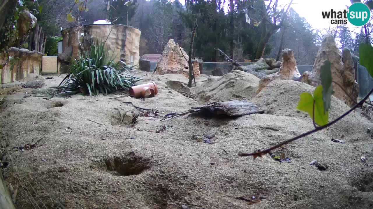 Zoo Ljubljana – Live webcam Meerkat (Suricata)