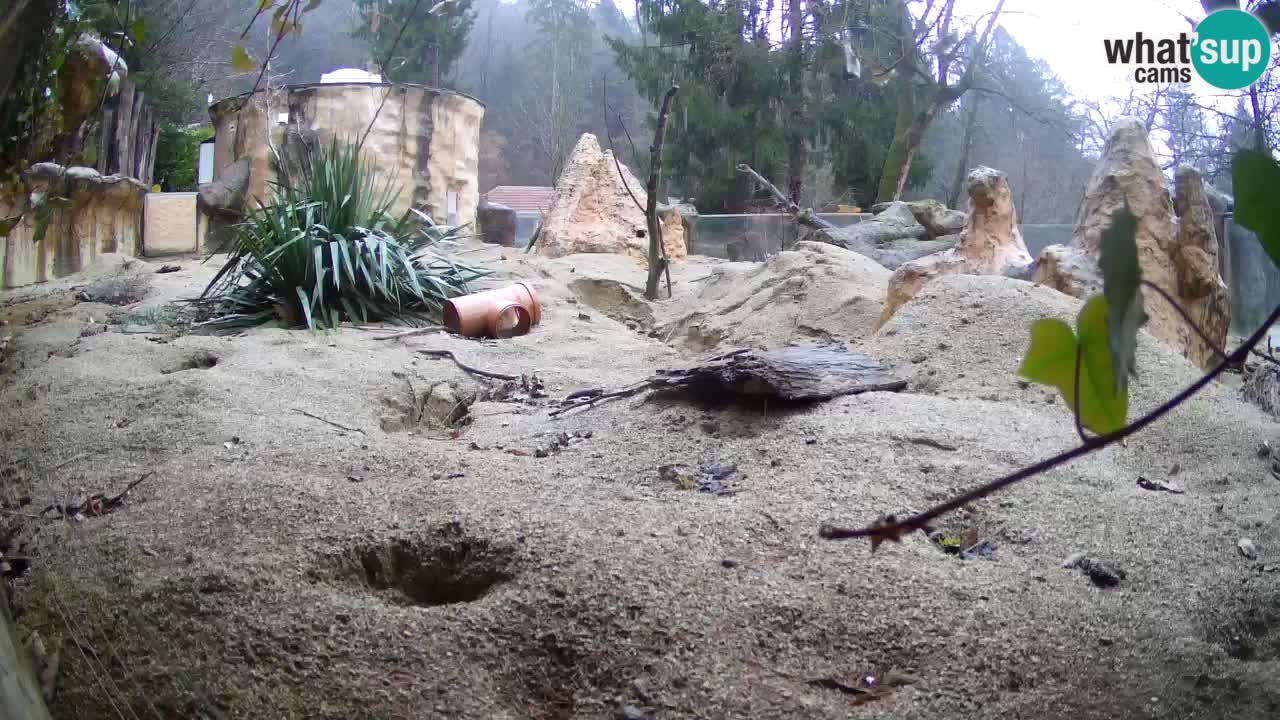 Zoo Ljubljana – Live webcam Meerkat (Suricata)