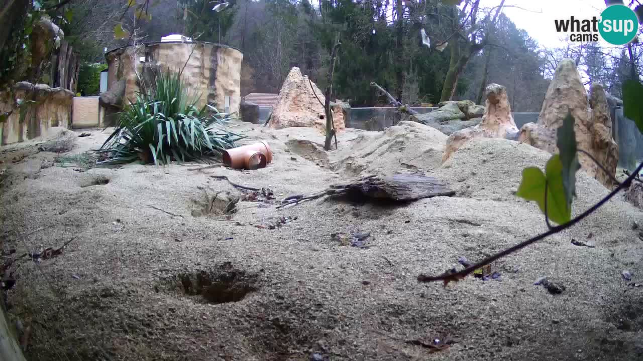 Zoo Ljubljana – Live webcam Meerkat (Suricata)