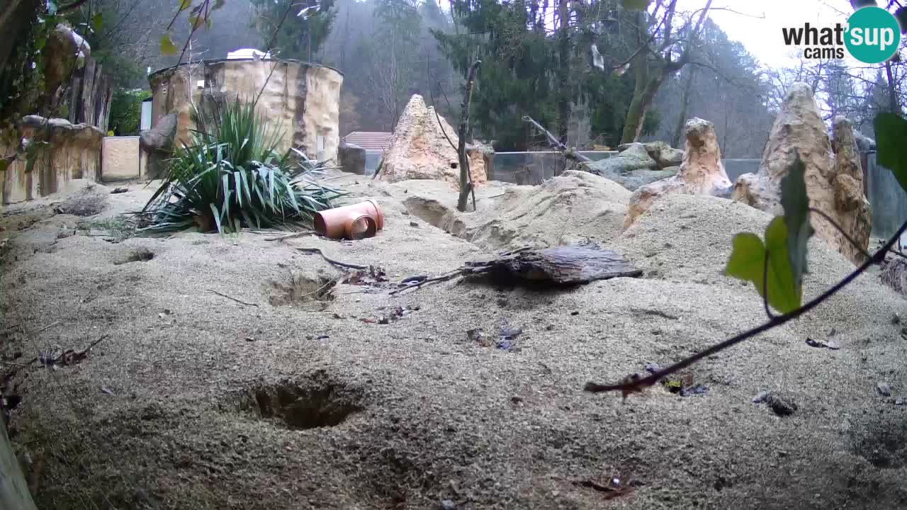 Webcam Zoo Ljubljana – Suricate