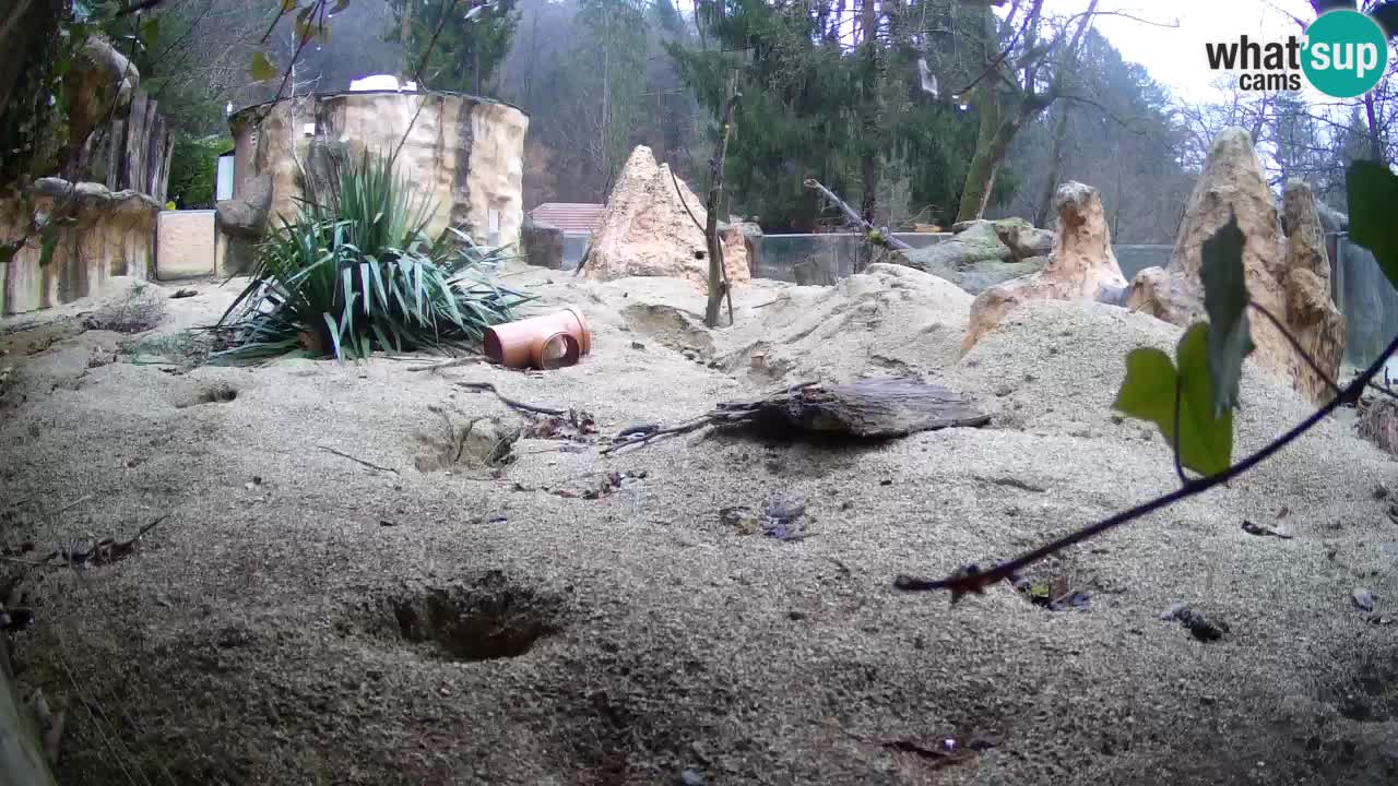 Live cam Zoo Ljubljana – Erdmännchen