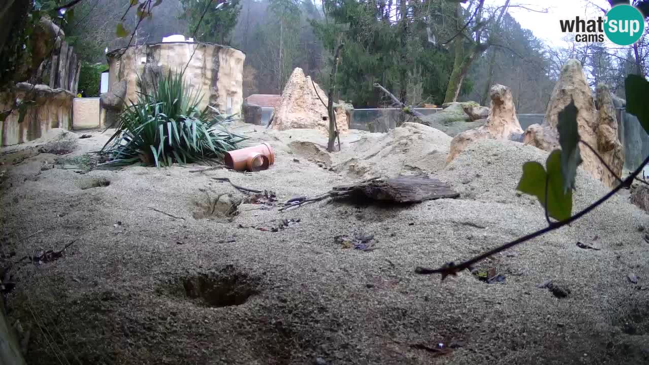 Zoo Ljubljana – Live webcam Meerkat (Suricata)