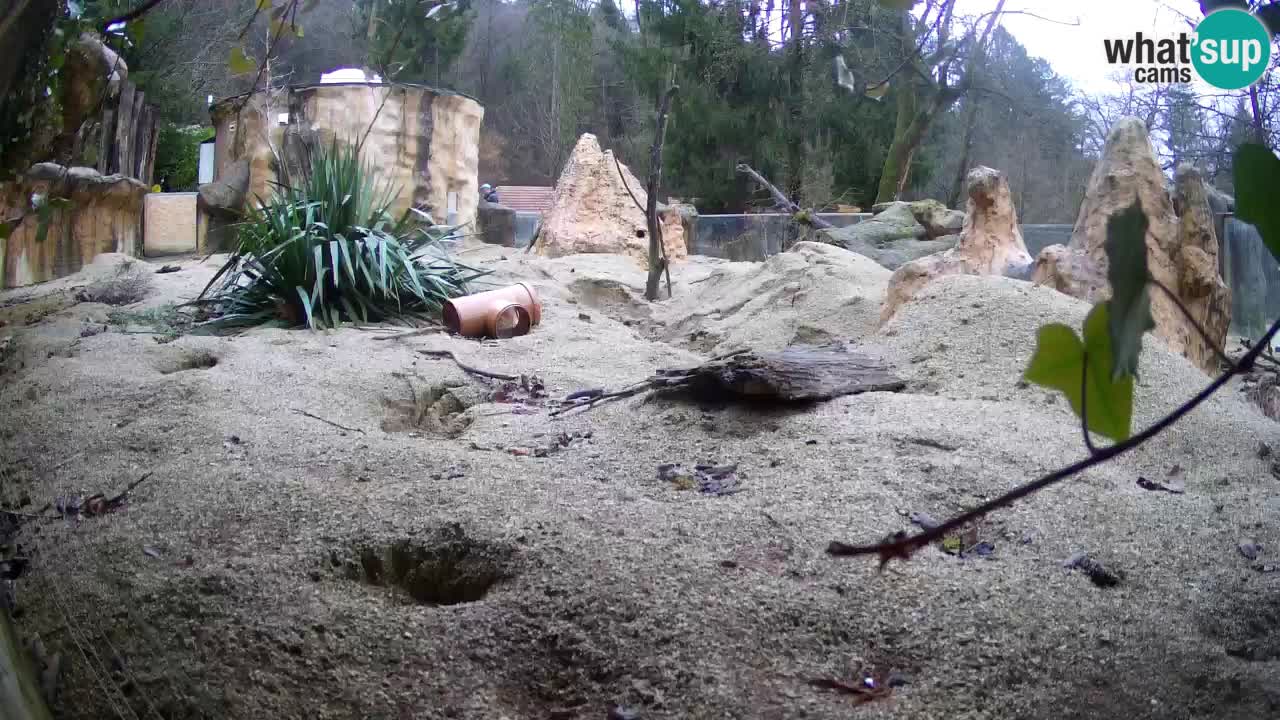 Zoo Ljubljana – Meerkat (Suricata)