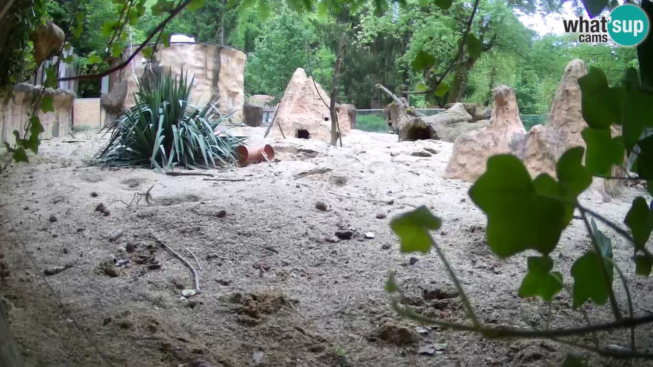 Zoo Ljubljana – Live webcam Meerkat (Suricata)