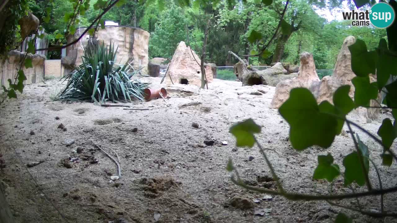 Zoo Ljubljana – Meerkat (Suricata)