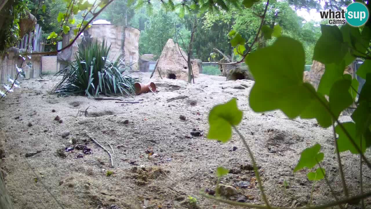 Zoo Ljubljana – Live webcam Meerkat (Suricata)