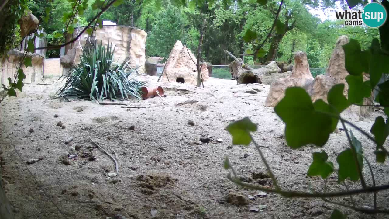 Live cam Zoo Ljubljana – Erdmännchen