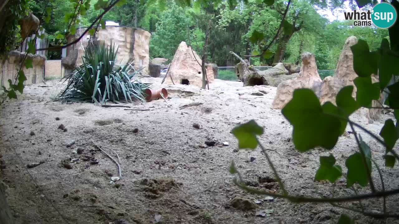 Web kamera Zoo Ljubljana – Merkat