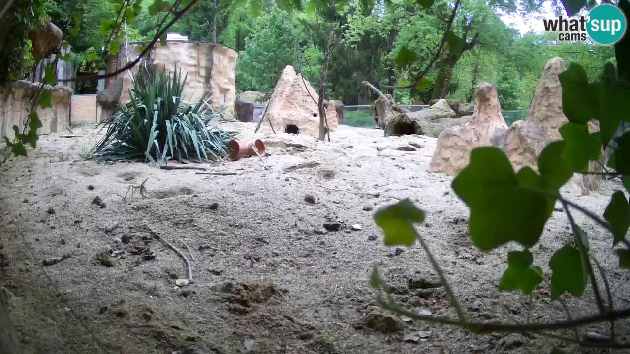 Webcam Zoo Ljubljana – Suricate