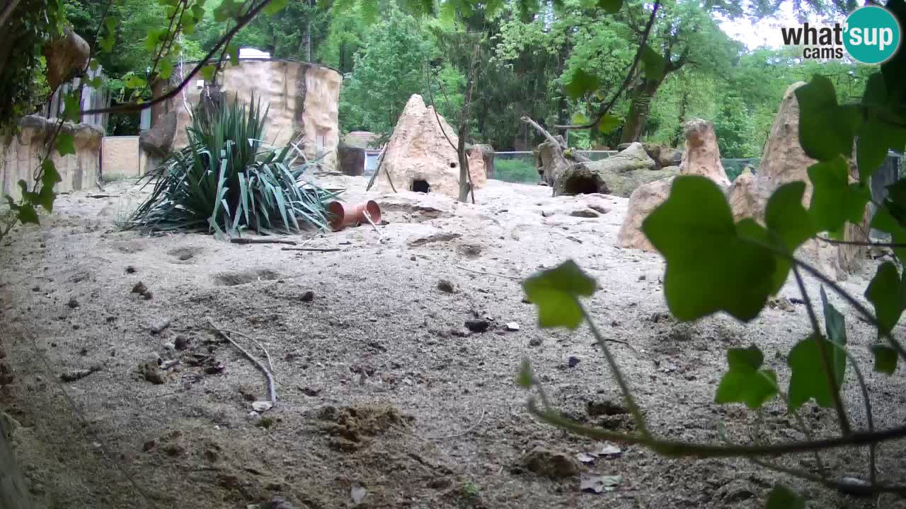 Live cam Zoo Ljubljana – Erdmännchen