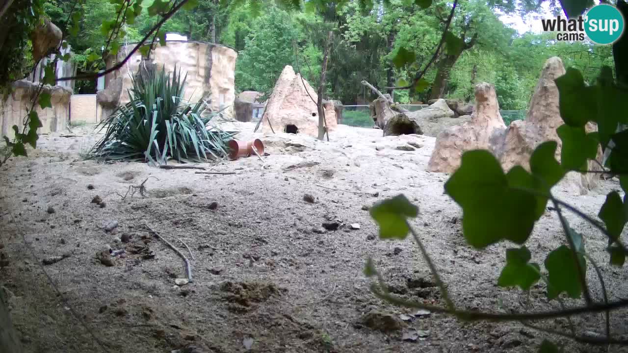 Web kamera Zoo Ljubljana – Merkat