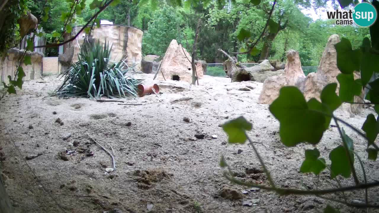 Zoo Ljubljana – Live webcam Meerkat (Suricata)