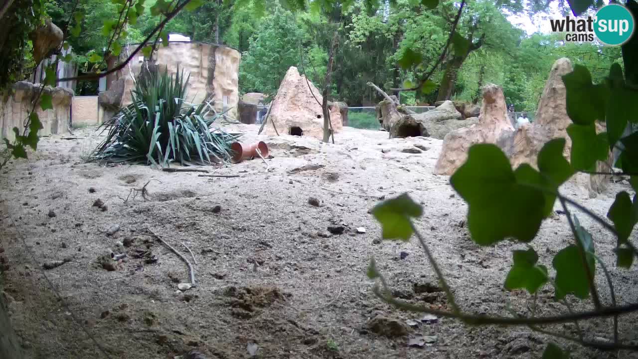 Zoo Ljubljana – Live webcam Meerkat (Suricata)