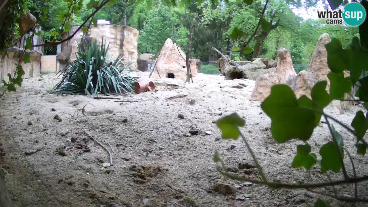 Webcam live Zoo Ljubljana – Suricata