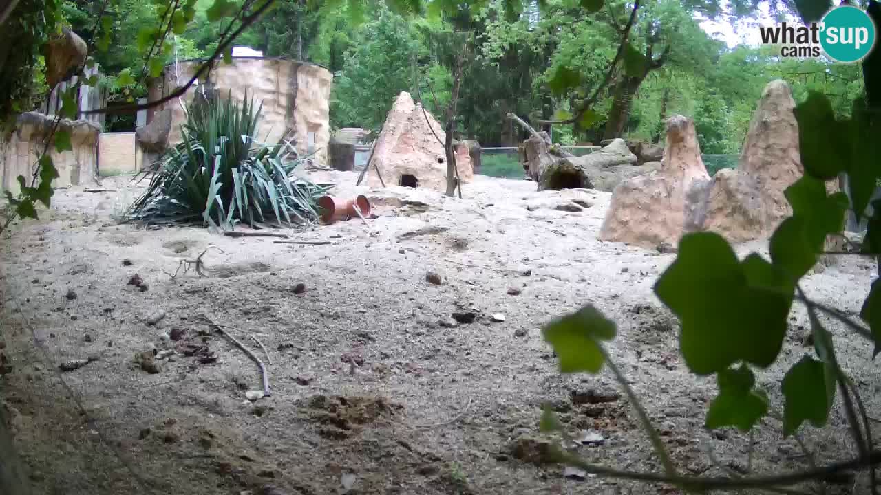Live cam Zoo Ljubljana – Erdmännchen