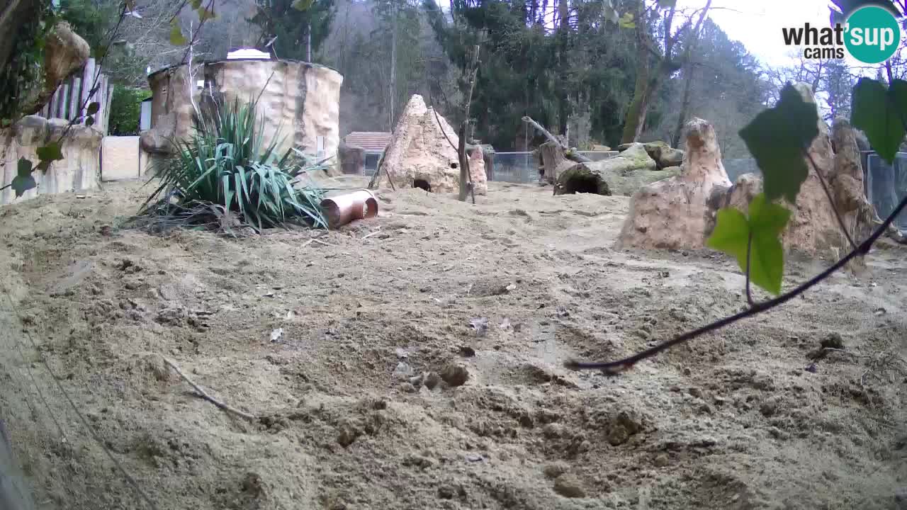 Webcam live Zoo Ljubljana – Suricata