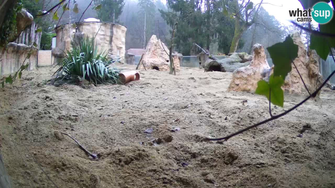 Webcam Zoo Ljubljana – Suricate