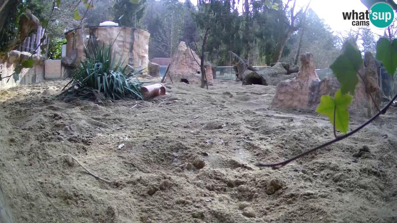 Zoo Ljubljana – Meerkat (Suricata)