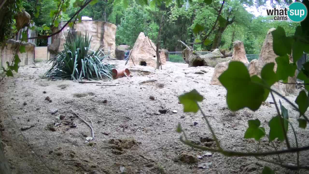 Web kamera Zoo Ljubljana – Merkat
