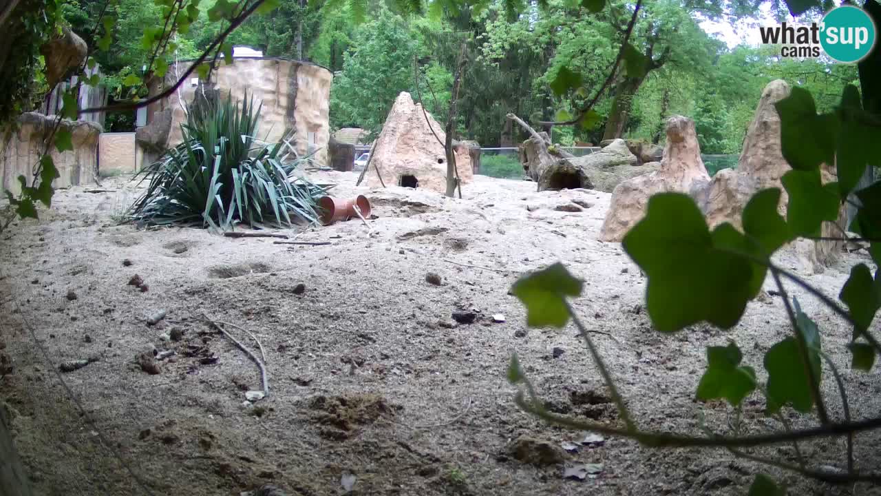 Web kamera Zoo Ljubljana – Merkat