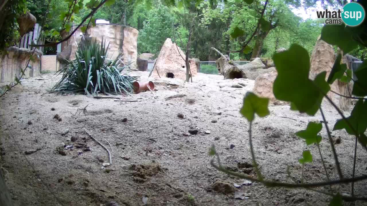 Live cam Zoo Ljubljana – Erdmännchen