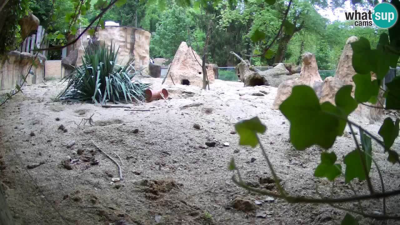 Live cam Zoo Ljubljana – Erdmännchen
