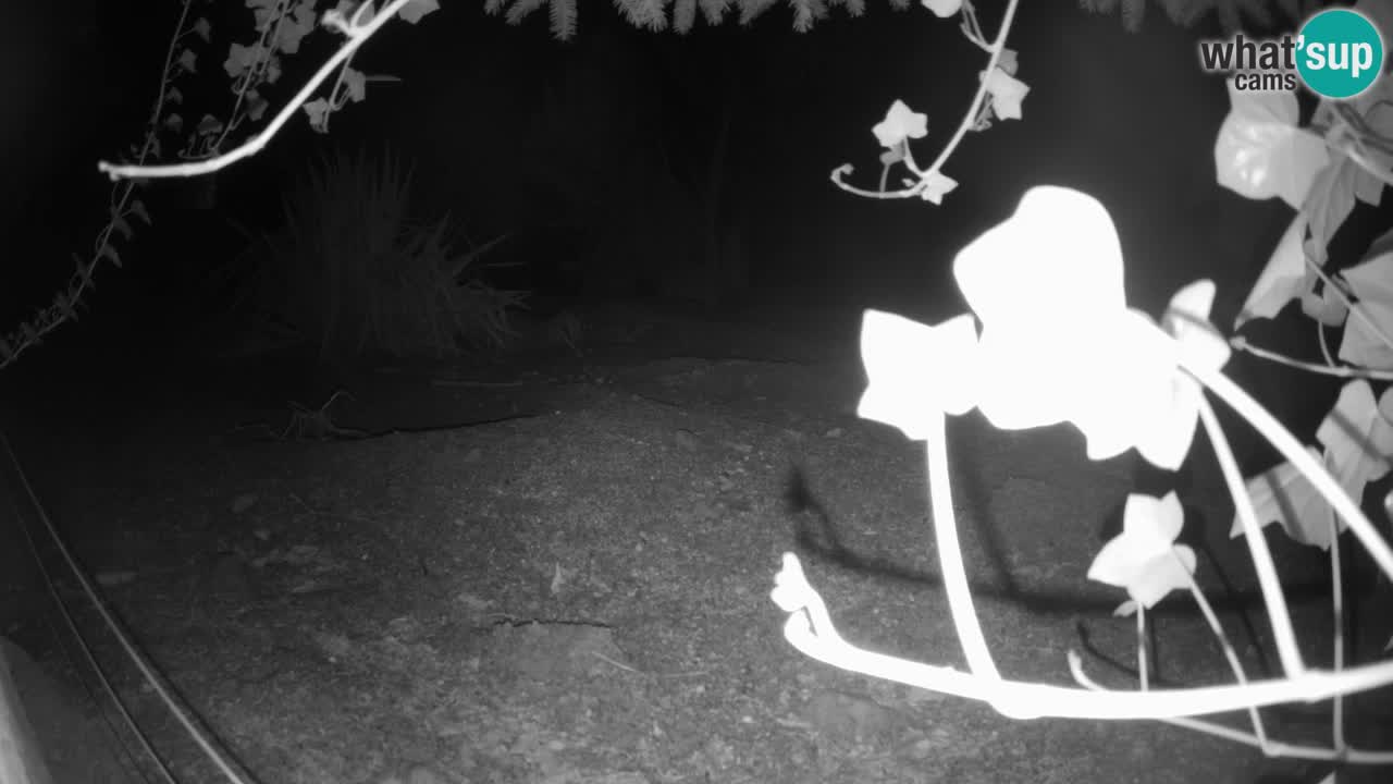 Zoo Ljubljana – Live webcam Meerkat (Suricata)