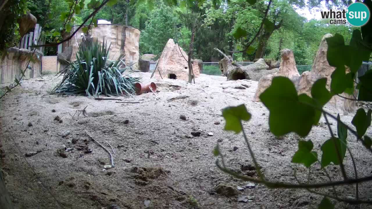 Web kamera Zoo Ljubljana – Merkat