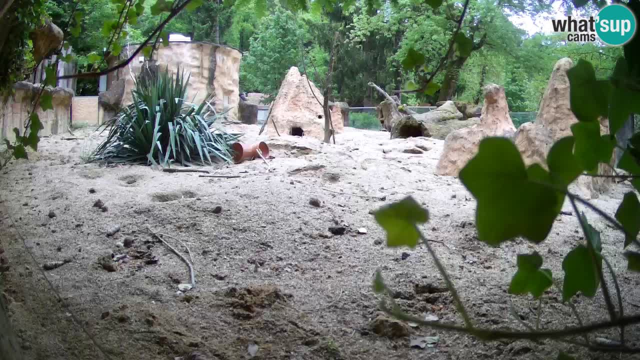 Zoo Ljubljana – Meerkat (Suricata)