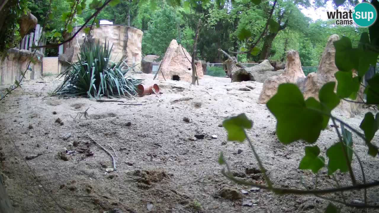 Webcam live Zoo Ljubljana – Suricata