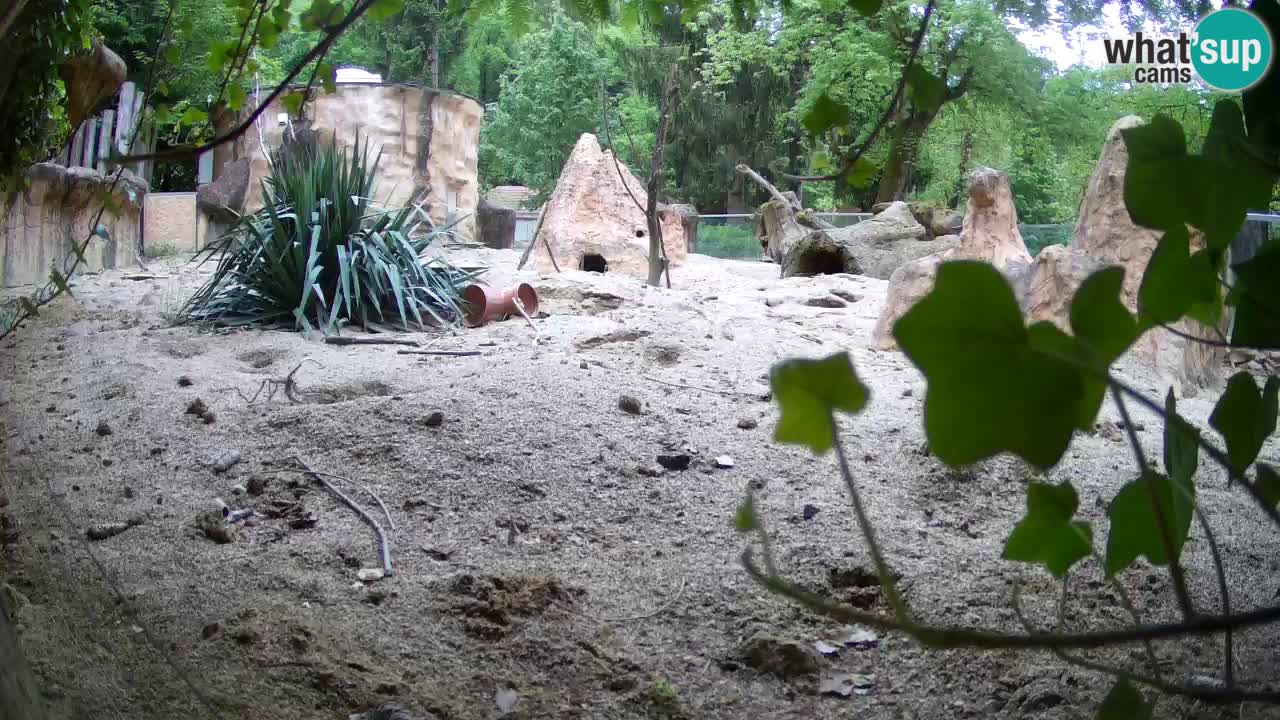 Zoo Ljubljana – Live webcam Meerkat (Suricata)