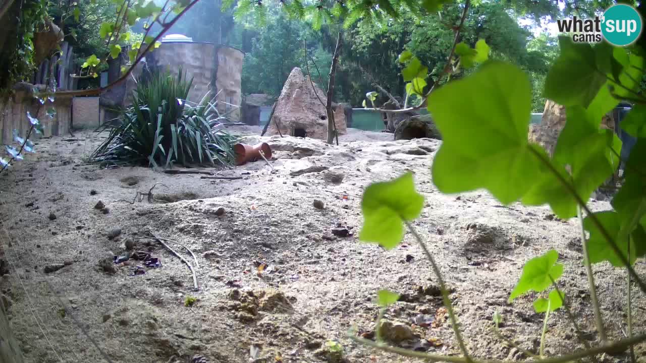 Zoo Ljubljana – Live webcam Meerkat (Suricata)