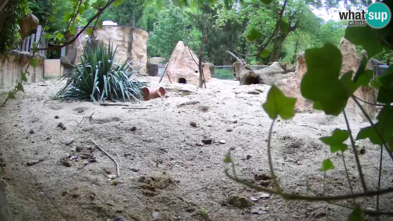 Web kamera Zoo Ljubljana – Merkat