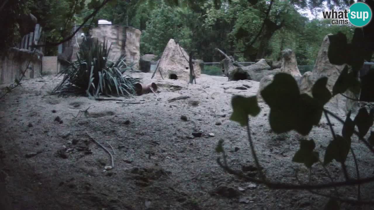 Zoo Ljubljana – Live webcam Meerkat (Suricata)