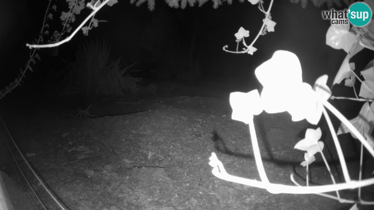 Webcam Zoo Ljubljana – Suricate