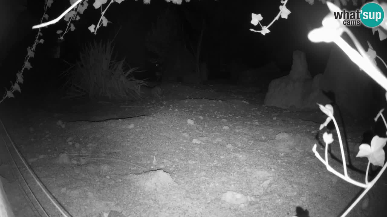 Live cam Zoo Ljubljana – Erdmännchen